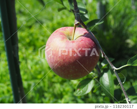 リンゴの葉摘み後 118230117