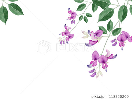 萩 秋の花　背景 フレーム　水彩 イラスト 118230209