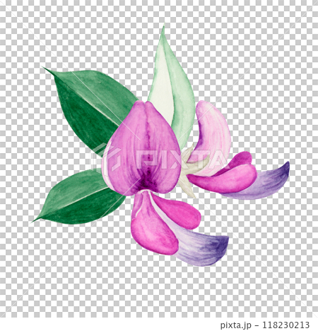 萩 秋の花　挿絵　水彩 イラスト 118230213