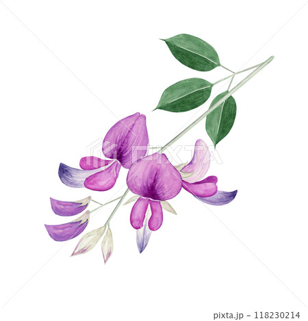 萩 秋の花　挿絵　水彩 イラスト 118230214