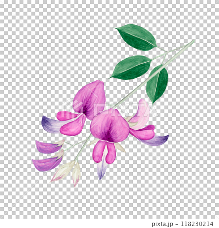 萩秋花圖水彩插圖 118230214