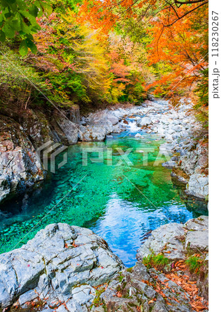 秋の阿寺渓谷 118230267