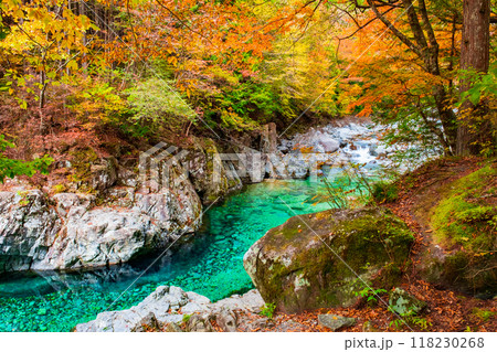秋の阿寺渓谷 118230268
