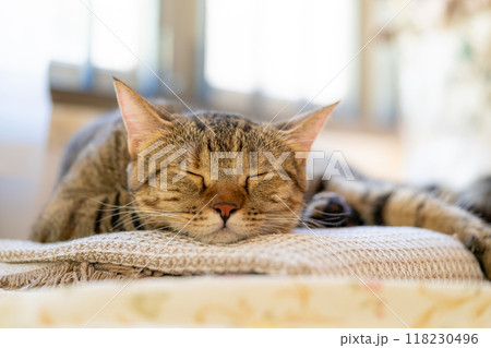 adorable cat with relax action 118230496