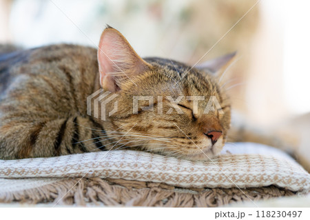 adorable cat with relax action 118230497