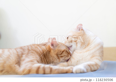 adorable cat with relax action adorable cat with relax action 118230506