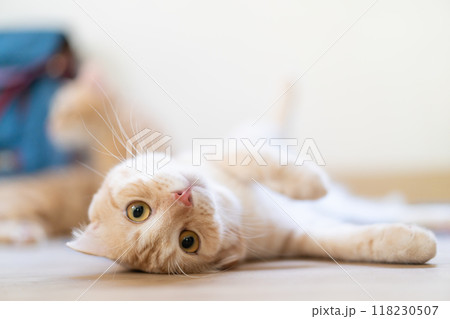 adorable cat with relax action adorable cat with relax action 118230507