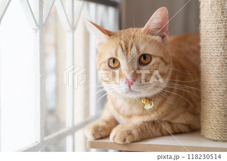 adorable cat with relax action adorable cat with relax action 118230514