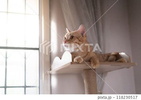 adorable cat with relax action adorable cat with relax action 118230517
