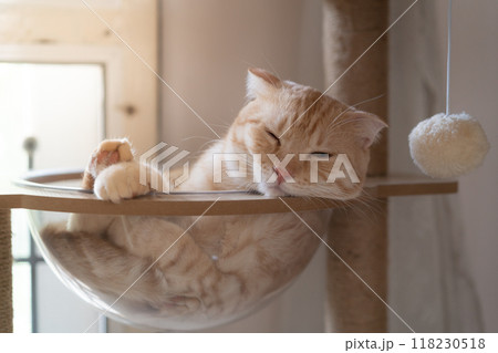 adorable cat with relax action 118230518