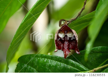 アリストロキア アルボレア 118230555