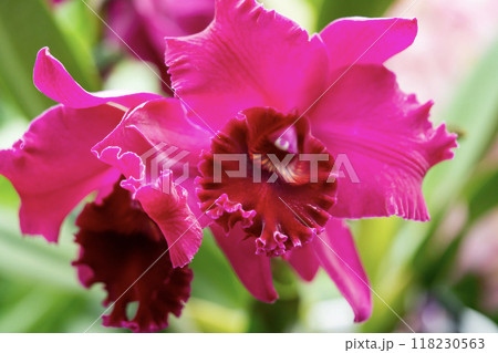 カトレア 118230563