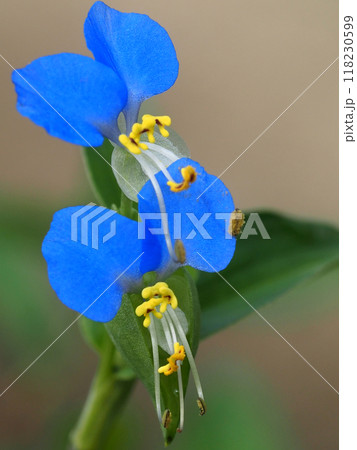 コバルトブルーの二段咲きツユクサ（青い露草の花のクローズアップ） 118230599