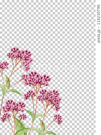 藤袴 秋 花 背景 フレーム 水彩 イラスト 藤袴 秋 花 背景 フレーム 水彩 イラスト 118230790