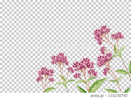 紫藤袴秋花背景框架水彩插圖 118230792