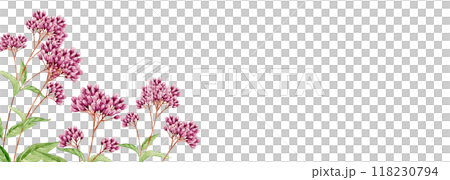 紫藤袴秋花背景框架水彩插圖 紫藤袴秋花背景框架水彩插圖 118230794
