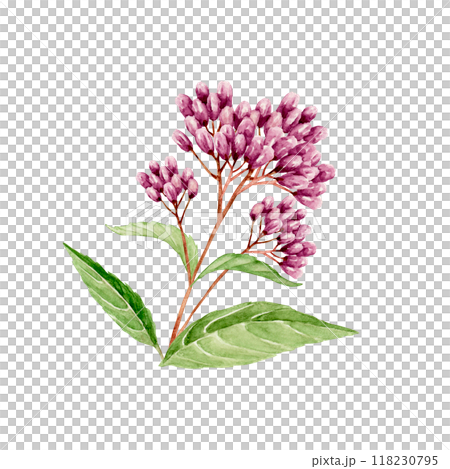 紫藤袴秋花圖水彩插圖 紫藤袴秋花圖水彩插圖 118230795