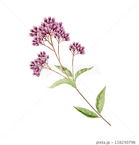 藤袴　秋 花　挿絵　水彩 イラスト 118230796