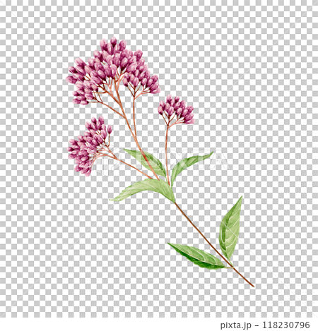 藤袴　秋 花　挿絵　水彩 イラスト 118230796