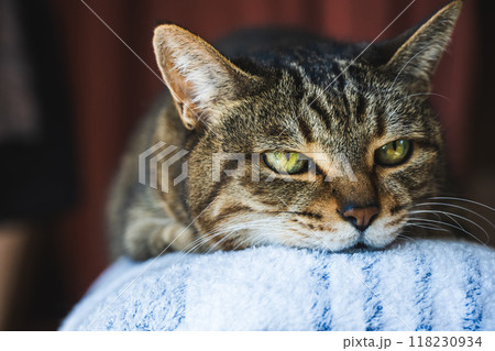 つかれたねこ 118230934