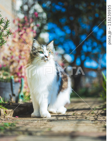 猫の散歩 118230935