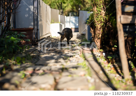 猫がにげる 118230937