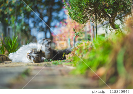 ごろんとしたねこ 118230945