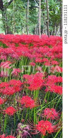 自然の魅力、秋の彼岸花満開 - さいがわ公園の美しい秋景色 自然の魅力、秋の彼岸花満開 - さいがわ公園の美しい秋景色 118231111