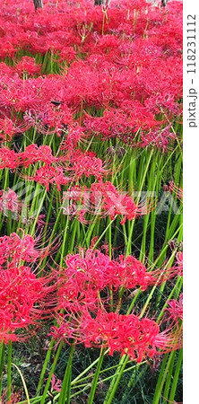 自然の魅力、秋の彼岸花満開 - さいがわ公園の美しい秋景色 自然の魅力、秋の彼岸花満開 - さいがわ公園の美しい秋景色 118231112