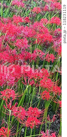 自然の魅力、秋の彼岸花満開 - さいがわ公園の美しい秋景色 自然の魅力、秋の彼岸花満開 - さいがわ公園の美しい秋景色 118231119