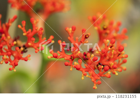 トックリアブラギリ 118231155