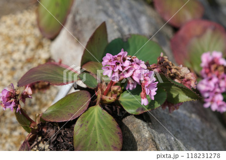 ヒマラヤユキノシタ 118231278