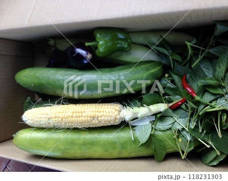 収穫した夏野菜 収穫した夏野菜 118231303
