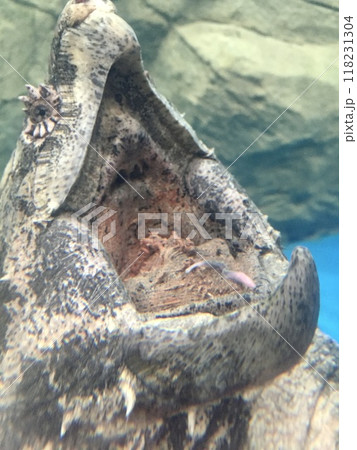 口を開けて魚が食いつくのを待っているワニガメの口の中 118231304