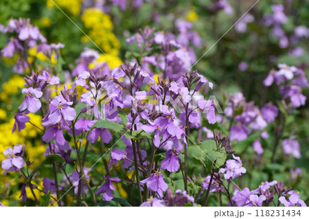 ムラサキハナナ 118231434
