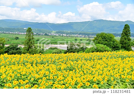 向日葵の花咲く夏の飯山市菜の花公園 118231481