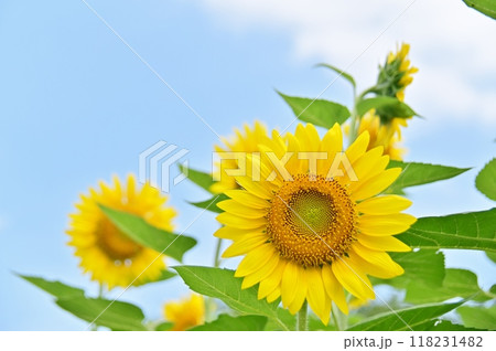 爽やかな夏空をバックにした向日葵の大輪 爽やかな夏空をバックにした向日葵の大輪 118231482