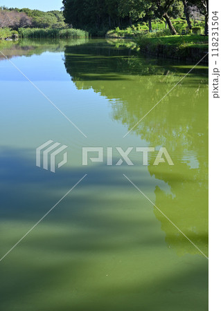 水質悪化　湖沼　真夏の水辺風景 118231504
