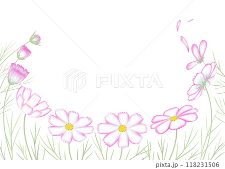 秋桜　ピコティ　ピンク　つぼみから開花そして散るまで 118231506