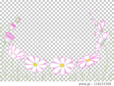 秋桜　ピコティ　ピンク　つぼみから開花そして散るまで 118231506