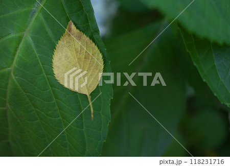 公園で見つけた 二枚の葉 公園で見つけた 二枚の葉 118231716