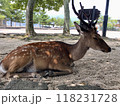 宮島の立派な角を持つ鹿 118231728