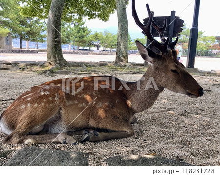 宮島の立派な角を持つ鹿 宮島の立派な角を持つ鹿 118231728