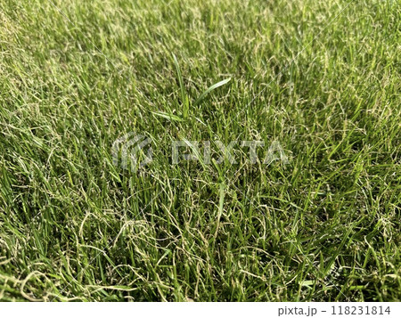 芝生に紛れた雑草 118231814