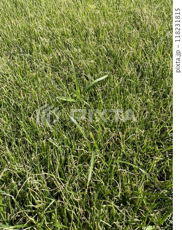 芝生に紛れた雑草 芝生に紛れた雑草 118231815