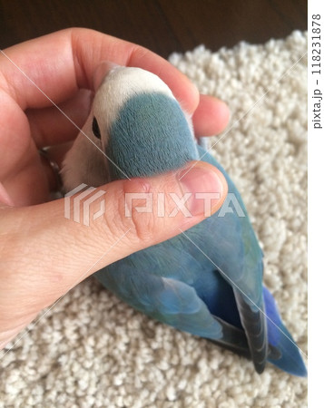 ブルー系コザクラインコ手のり 118231878