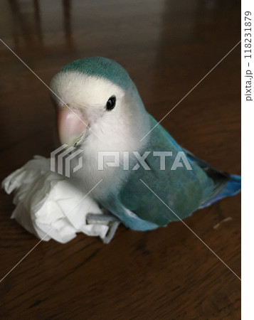 ブルー系コザクラインコティッシュすりすり 118231879