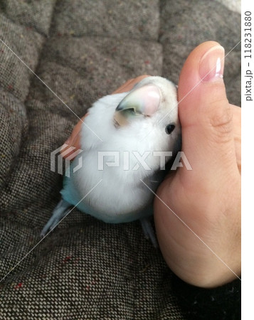 ブルー系コザクラインコなでなで 118231880