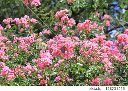 ピンク色のサルスベリ　花と果実　　 118231966