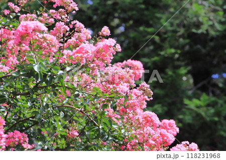 ピンク色のサルスベリ　花と果実　　 118231968